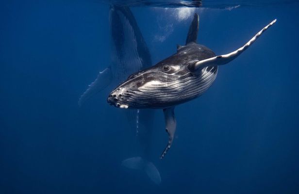 Respectful Whale Safari on Tahiti’s Wild Coast (12 Swimmers Max)