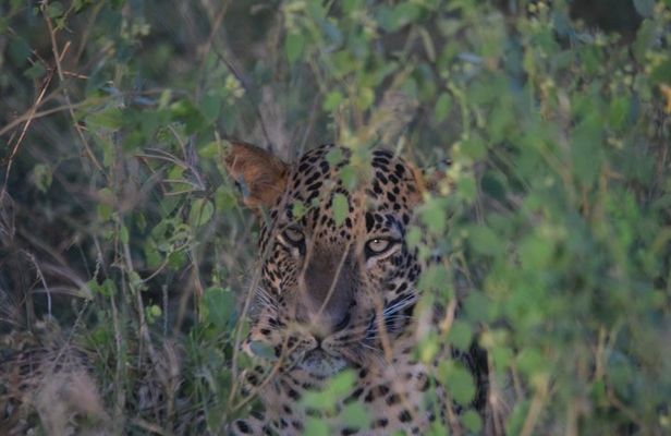 Yala Safari Full Day Safari Tour