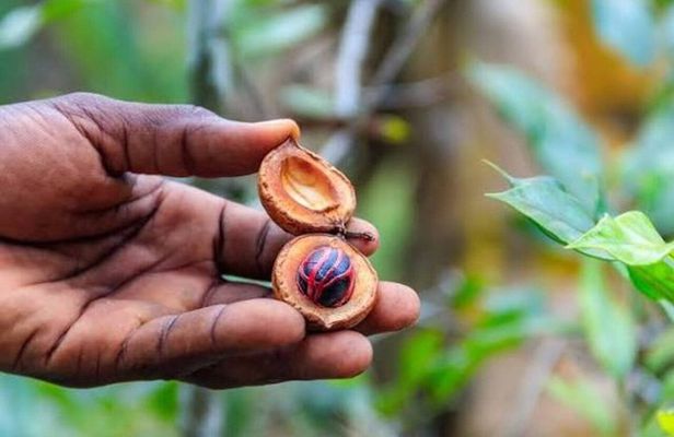 Zanzibar; Stonetwon, Prison Island and Spice Farm Tour