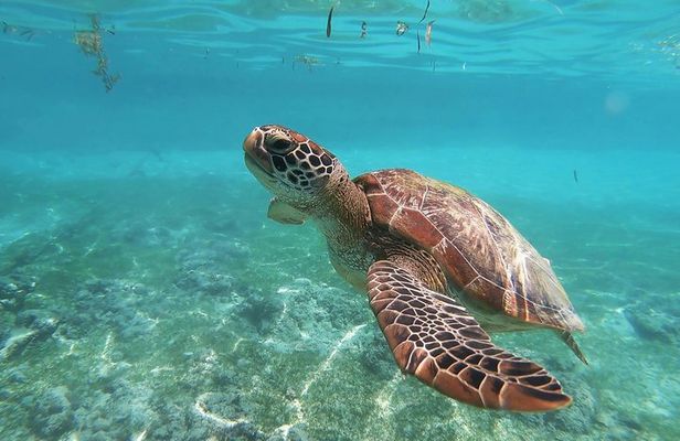 Coral Reef Snorkel Tour with Marine Biologists Videos Included