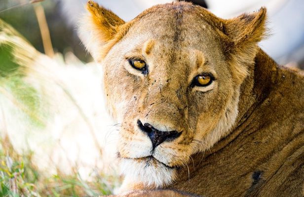 Classic Tanzania Safari 7 Days 6 Nights Private Safari