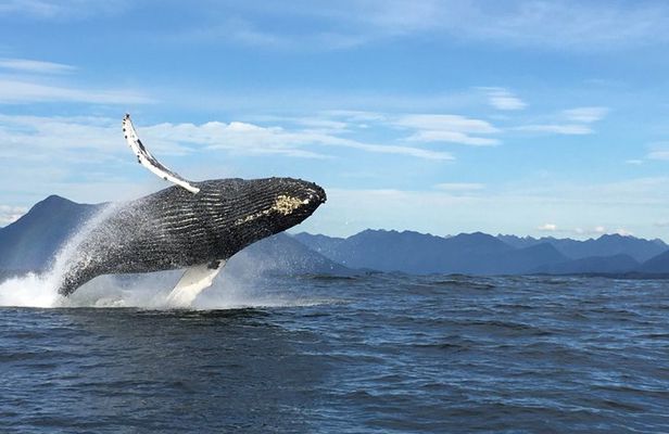 Tofino Whale Watching Adventure: Gray, Humpback and Orcas