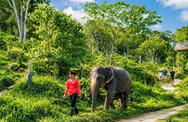 Phuket Elephant Vitamin Care & Observation Walk with Transfer