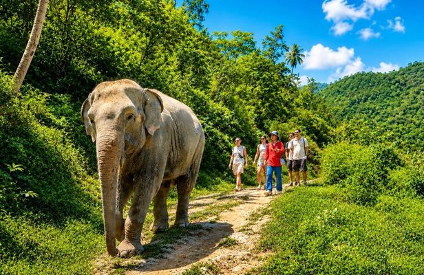 Phuket Half-Day Elephant Observation Tour with Lunch & Transfer