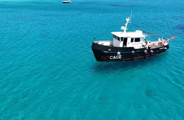 Golfo Aranci group day : all inclusive yacht with dolphins