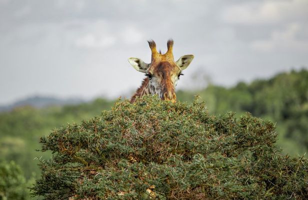 4 Days Group Camping Safari Tour