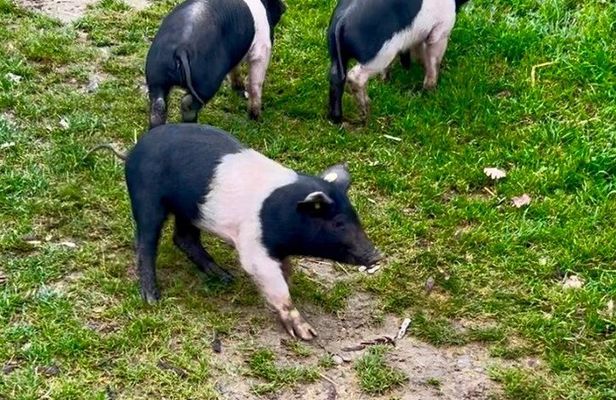 Visit to the Farm with Tasting of Cold cuts and bruschetta