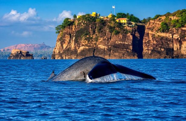 Trincomalee: Whales Watching and Navy Island Snorkeling Tour