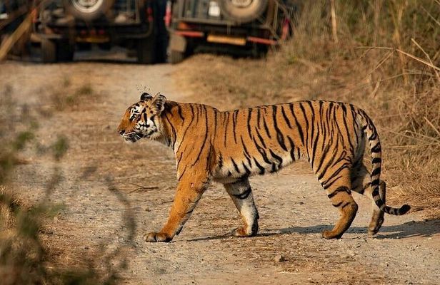 Amrabad Tiger Reserve and Wild Life Tour from Hyderabad