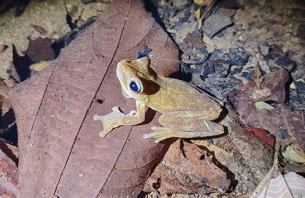 Pajarilla Night Tour: Guided Wildlife Walks in Drake Bay