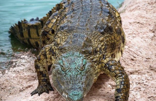 Crocoparc Agadir Day Trip with Round-Trip Transportation
