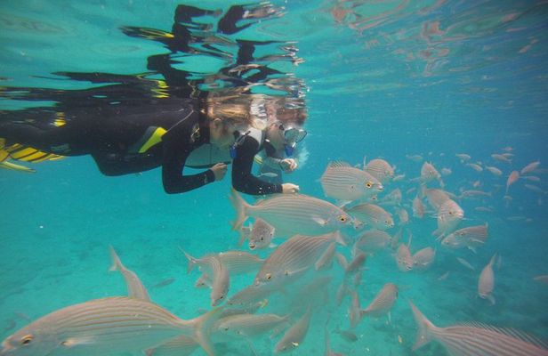 Get Wet Snorkeling Tour to Isla de Lobos from Corralejo