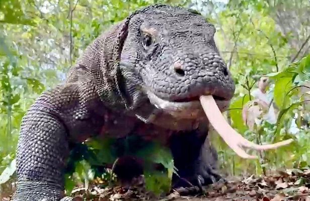 Komodo Island One Day Trip from Bali with Flight and Private Boat
