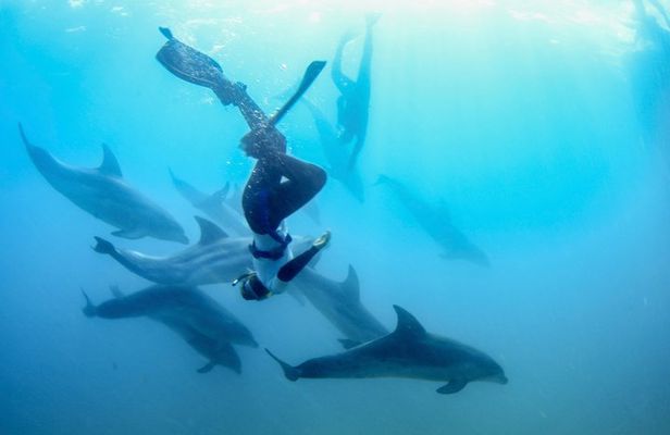 Dolphins, Seals and Hot Springs Experience Mornington Peninsula