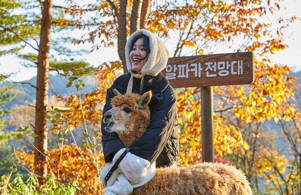 Alpaca World, Railbike and opt Garden of Morning Calm from Seoul