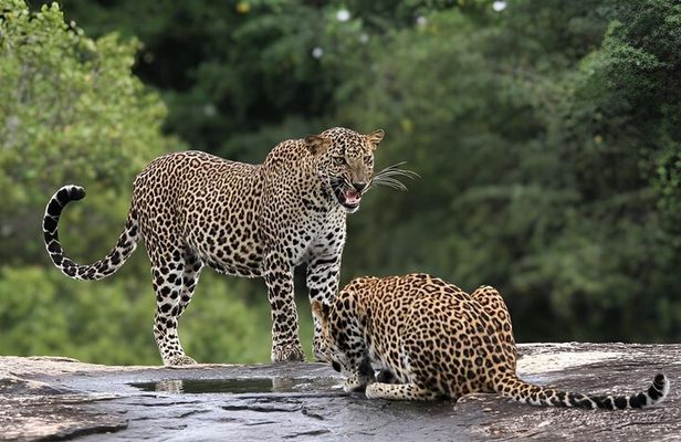 Full Day Yala National Park Safari 12H Private Tour Sri Lanka