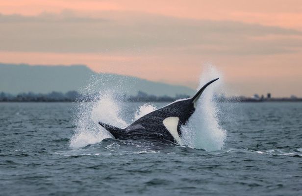 Victoria Sunset Zodiac Boat Whale Watching Adventure
