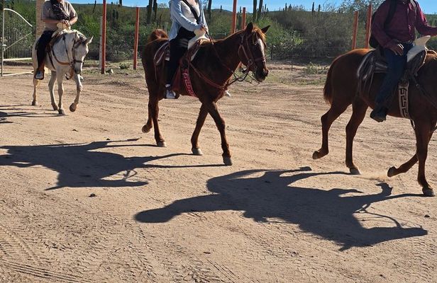 La Paz Private Domesticated Animals Adventure