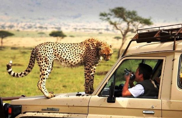 Fly-in Full Day Safari to Mikumi National Park from Zanzibar
