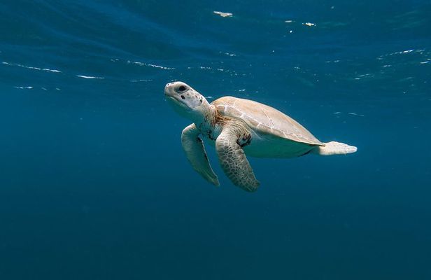 Tres Trapi Turtle Tour Aruba - Private + FREE Videos & Photos