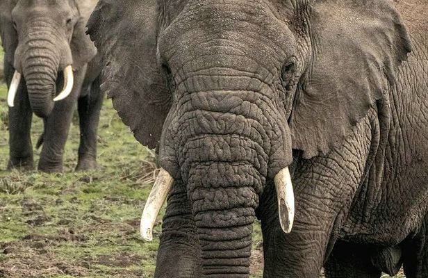 5-Day Big Five Safari: Tarangire, Serengeti, Ngorongoro & Manyara
