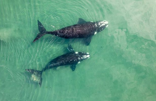 Guided Whale Watching and History Tour from Florianopolis