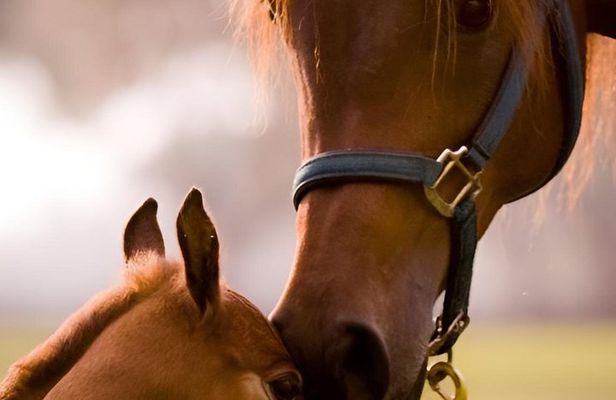 Ocala Horse Farm Insider Tour of Three Local Farms