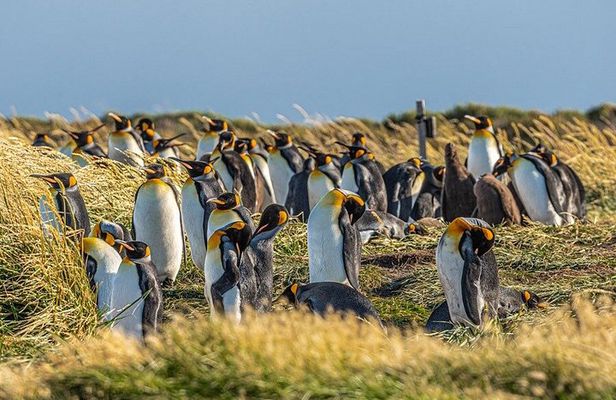 Full Day Tierra del Fuego and Rey Penguin Park