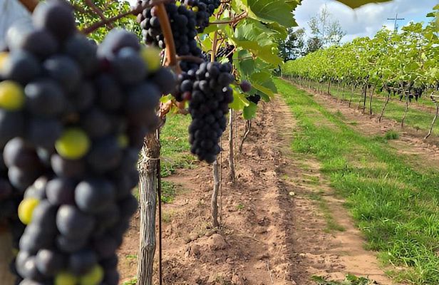 PEI Fine Wine Tasting Tour