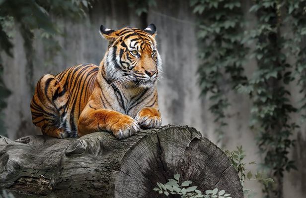5 nights 6 Days Golden Triangle Tour With Ranthanbore From Delhi