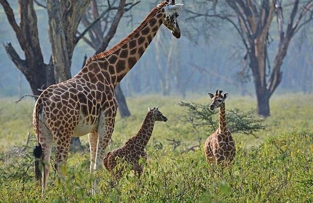 Nairobi National Park Shared or Private Safari