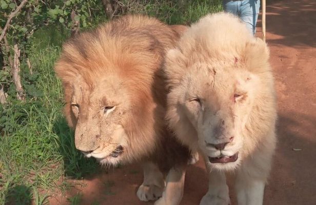 Walk With Lions Experience At Ukutula Game Reserve