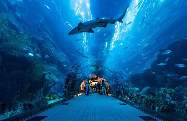 Dubai Aquarium and Underwater Zoo Admission Ticket with Options