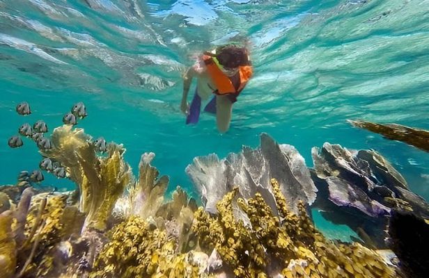 Puerto Morelos Reef Snorkeling with Private Transportation