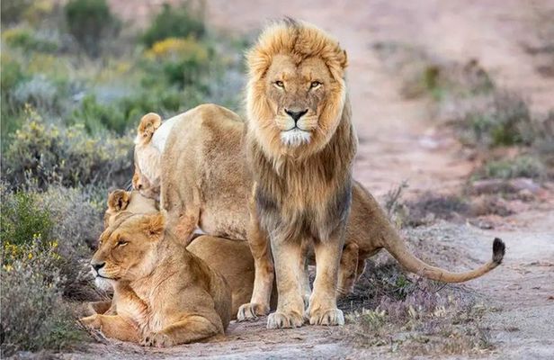 Aquila Big 5 Safari Day Tour