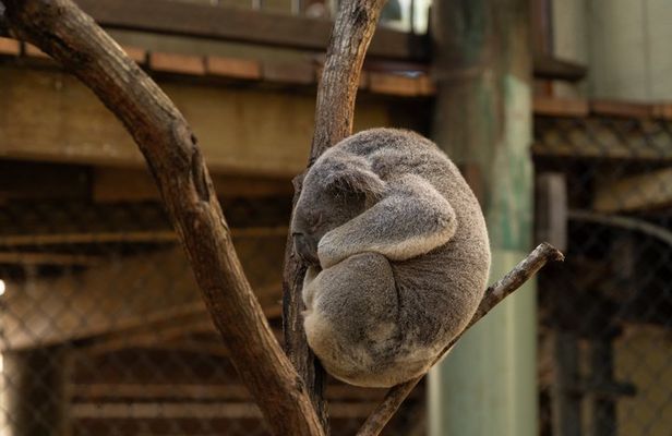 Brisbane Koala Half day Wildlife Viewing Tour