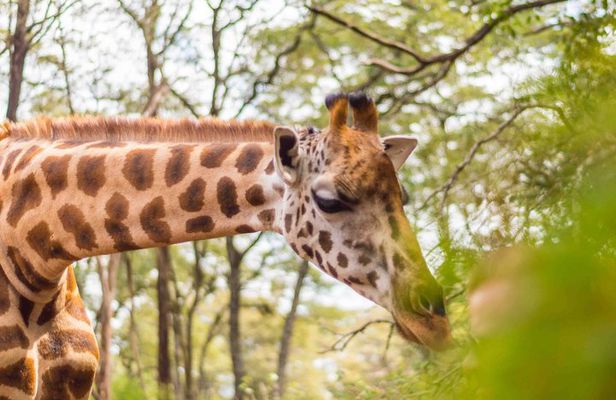 Nairobi Day Tour to Giraffe Centre and Kobe Beads Factory