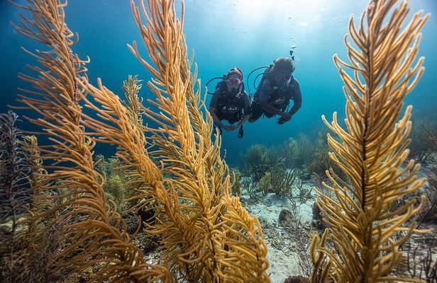 Key Largo Florida Scuba Activity