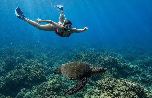 West Maui Snorkel with Photos and Videos: Turtle Guarantee