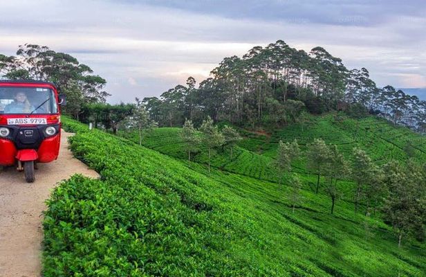 Private Day Tour Kandy to Nuwara Eliya with Tea Factory Visit