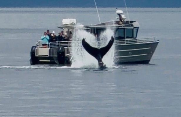 14 passenger Whale Watching Tours in Icy Strait aka Hoonah AK