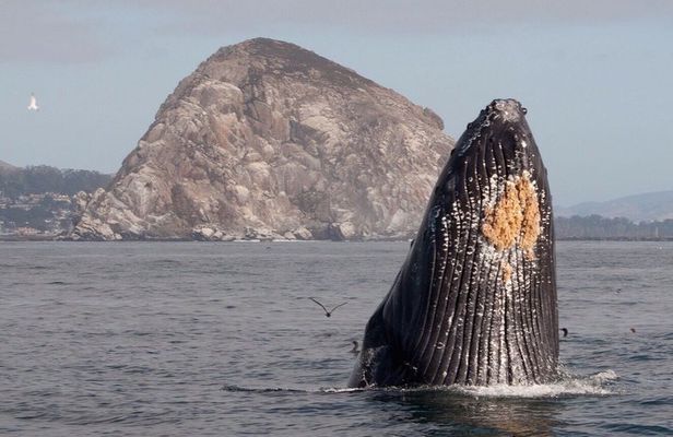 Whale Watching in Morro Bay Humpback and Gray Whales with Sub Sea