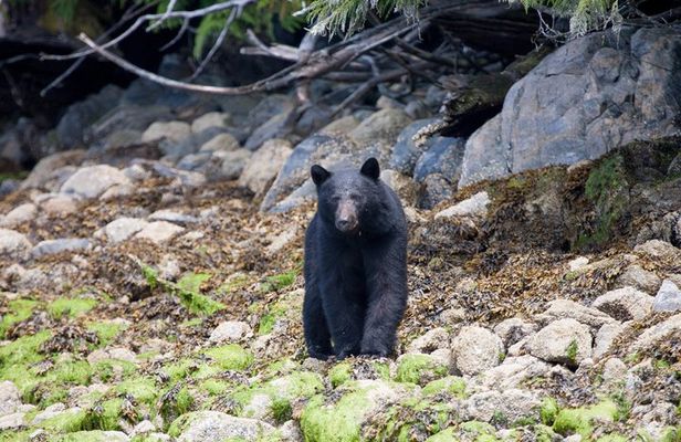 Tofino Bear Watching Tour: Explore Clayoquot Sound