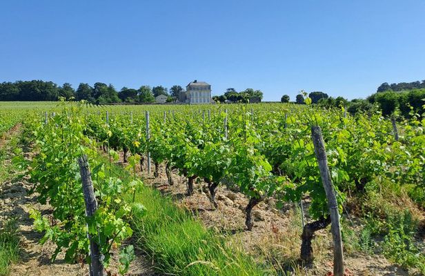 Introduction to Loire Anjou Wines Morning Wine Tasting Tour