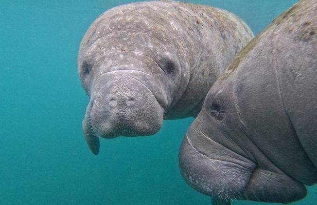 Crystal River Manatee Swim – 3 Hours, Maximum 6 Guests