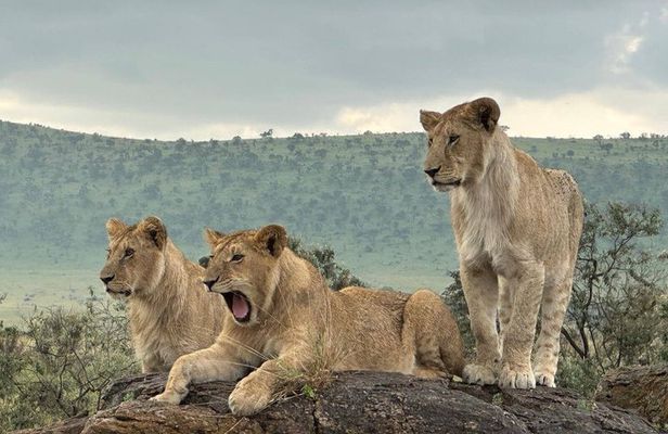 3 Day Camping Safari in Serengeti and Ngorongoro crater