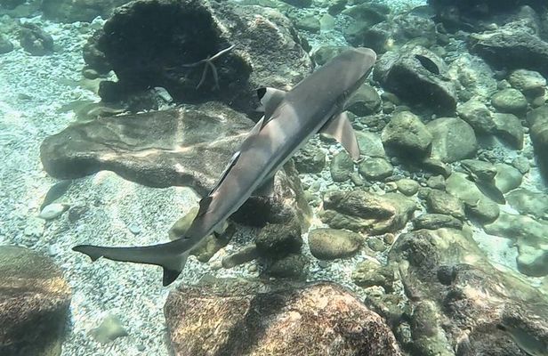 Shark Snorkeling in Phi Phi Islands Join Trip Longtail Boat