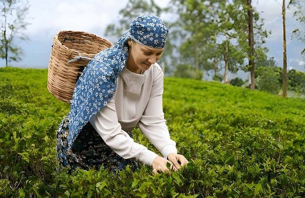 Tea Factory Tour from Nuwara Eliya