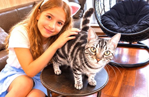 Tokyo Hachiko, Shibuya Cat Cafe and Gotokuji Lucky Cat Temple
