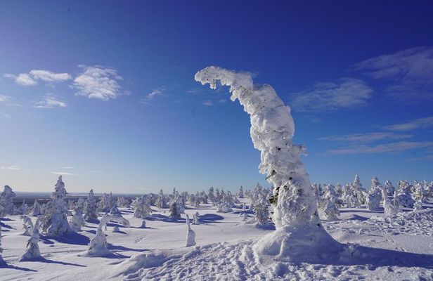 Riisitunturi National Park Day Tour from Rovaniemi